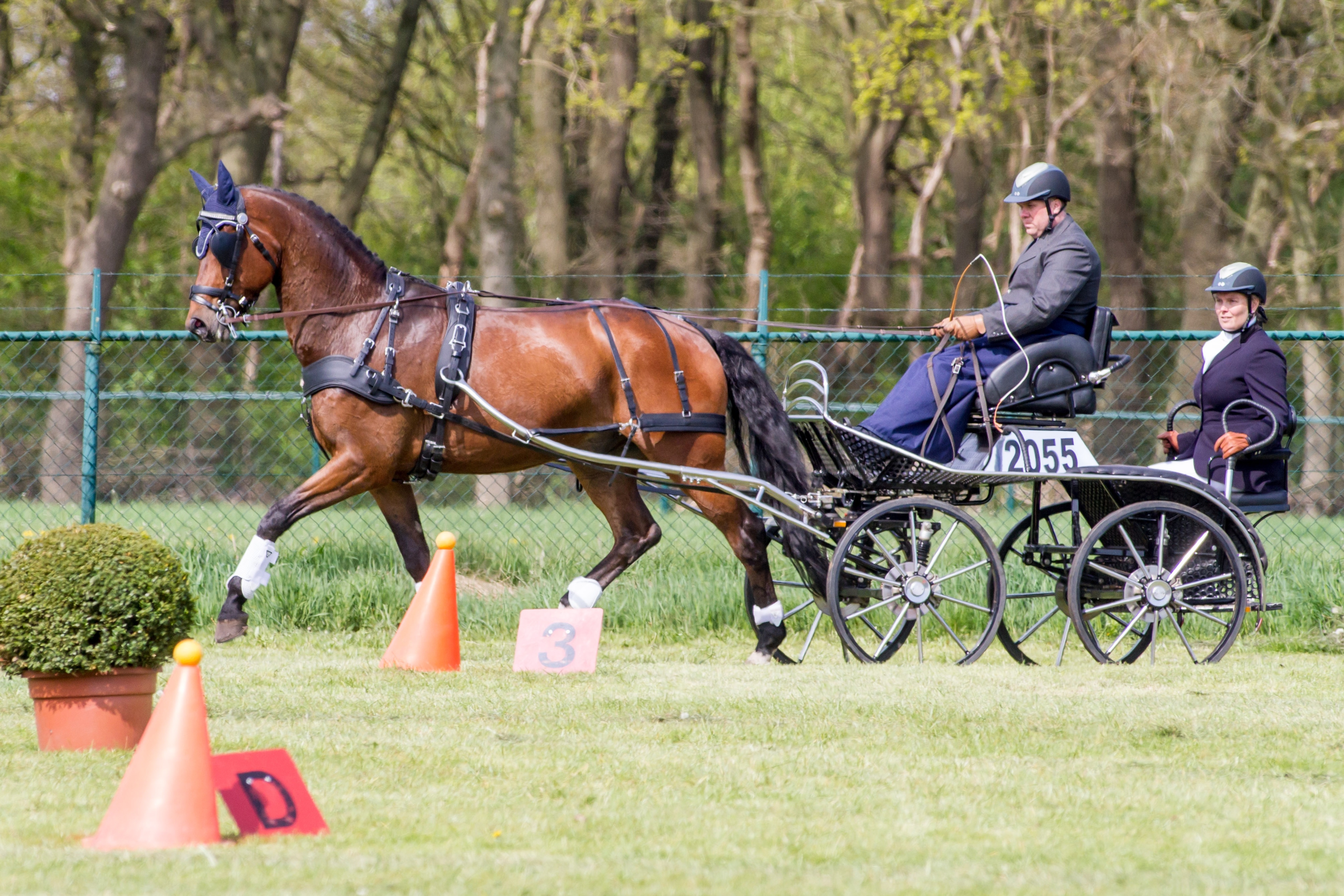 Driving - New Brunswick Equestrian Association