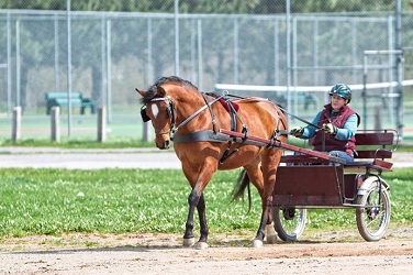 Endurance - New Brunswick Equestrian Association